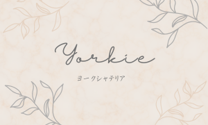 Yorkie